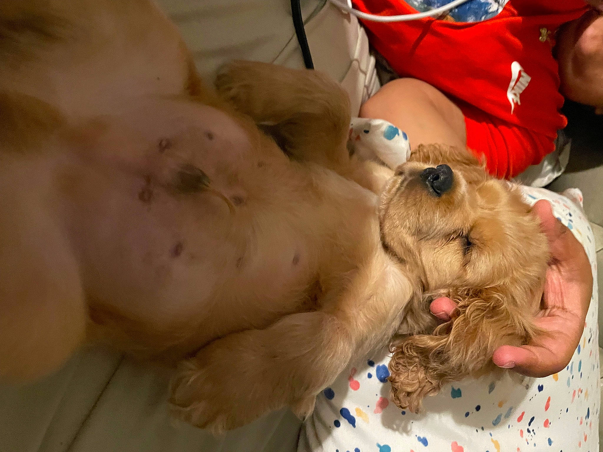 Sunny is registered to the contest to win money with this photo: abdomen, canidae, chest, companion_dog, dog, dog_breed, fawn, flesh, fur, hat, paw, service, sporting_group, veterinarian, working_animal, wrinkle