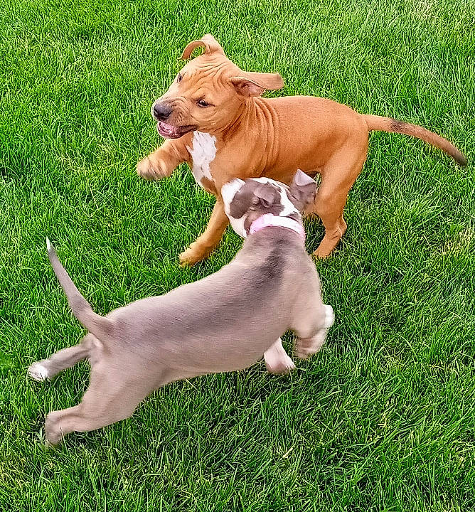 Smooth is registered to the contest to win money with this photo: canidae, carnivore, collar, companion_dog, dog, dog_breed, dog_supply, fawn, grass, hound, hunting_dog, liver, mammal, non_sporting_group, paw, pet_supply, sporting_group, tail, terrestrial_animal, working_dog