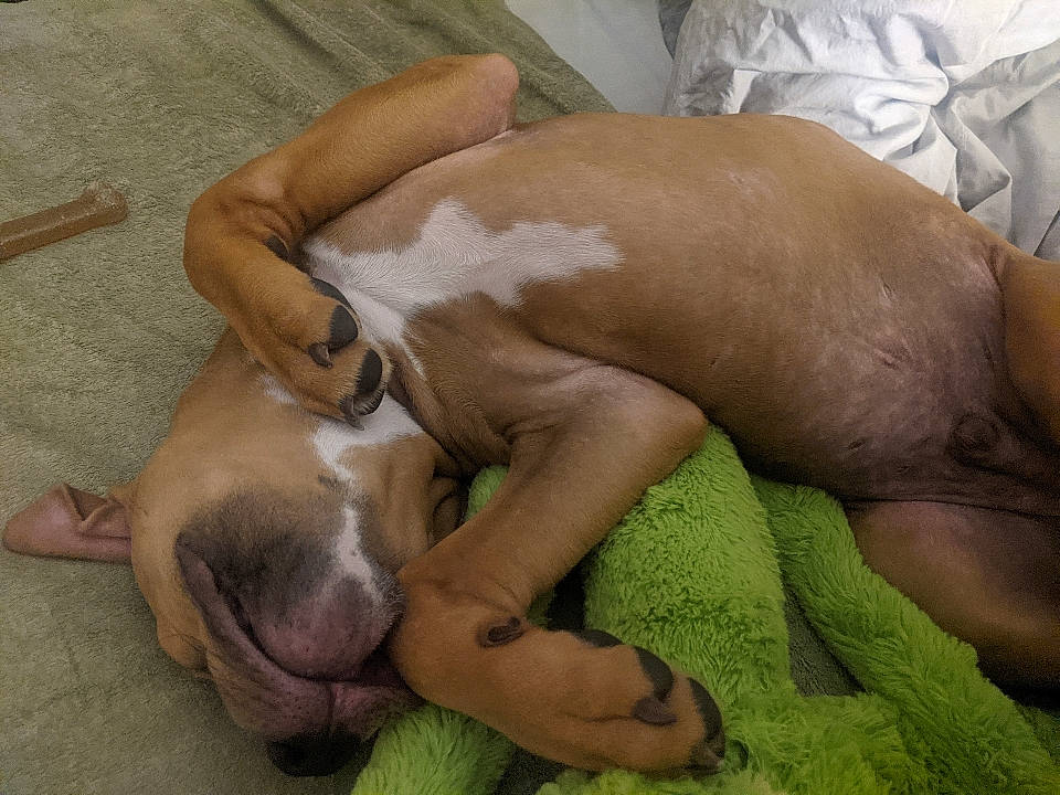 Smooth joined the competition — help win amazing prizes! canidae, carnivore, comfort, companion_dog, dog, dog_breed, fawn, human_leg, linens, nap, non_sporting_group, sleep, snout, sporting_group, terrestrial_animal, working_animal