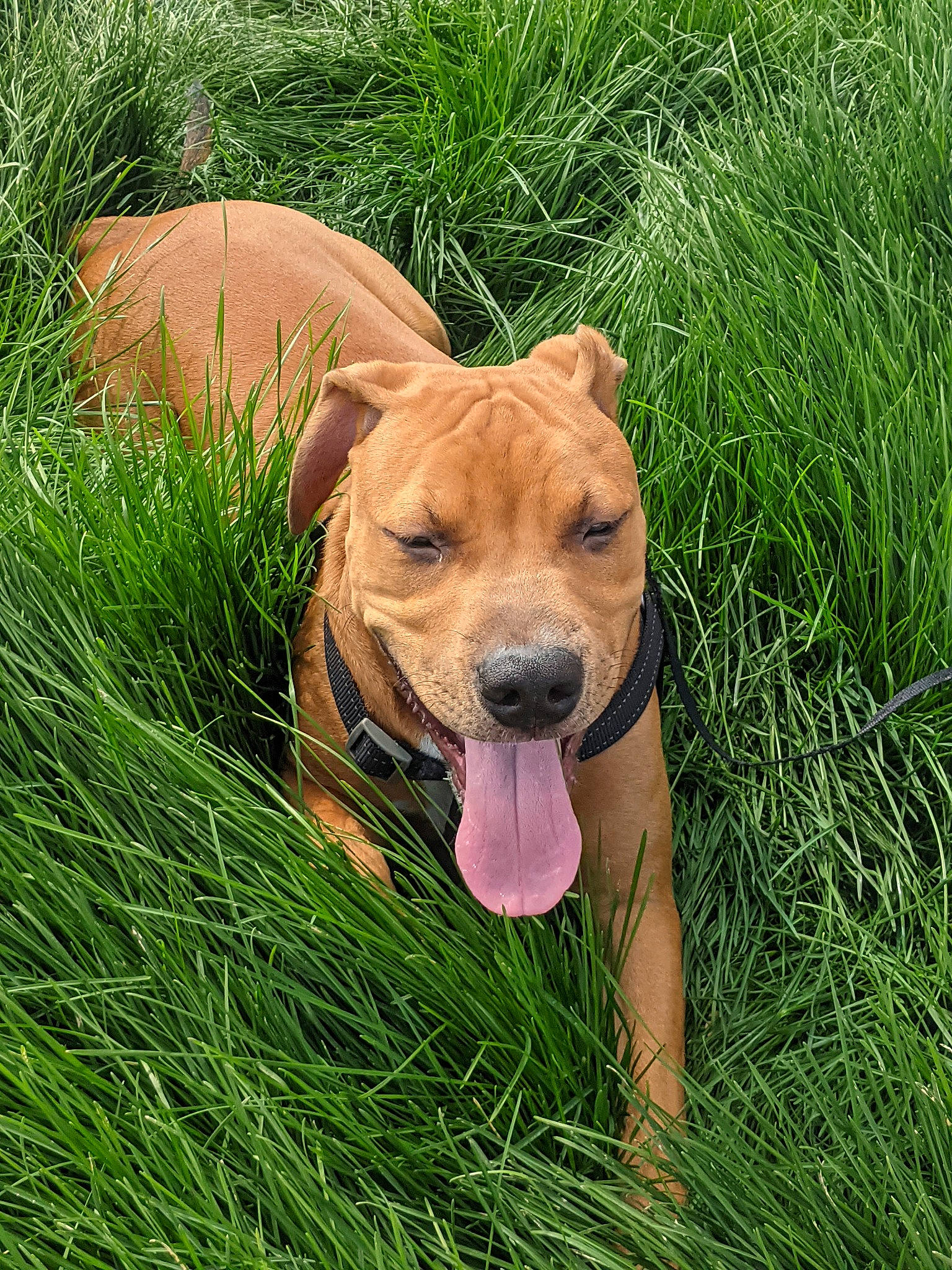 Smooth joined the competition — help win amazing prizes! carnivore, collar, companion_dog, dog, dog_breed, dog_collar, fawn, grass, grassland, groundcover, liver, paw, plant, prairie, retriever, sporting_group, tail, terrestrial_animal, whiskers, working_animal