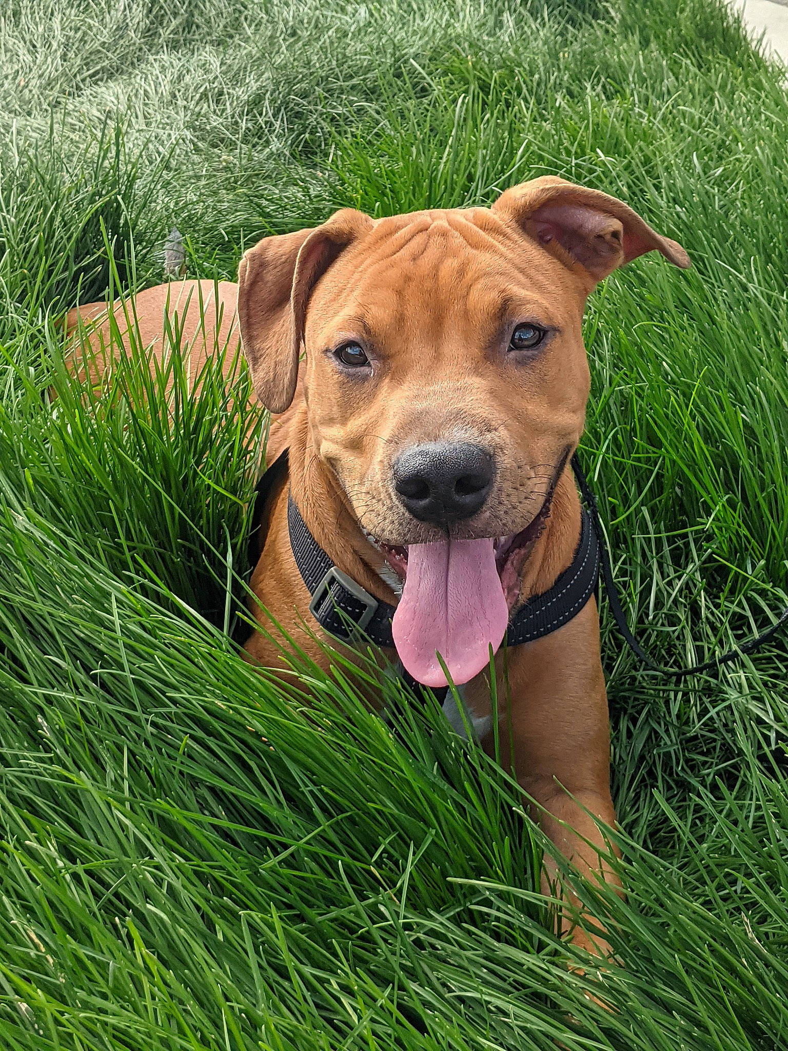 Smooth is registered to the contest to win money with this photo: canidae, carnivore, collar, companion_dog, dog, dog_breed, dog_collar, dog_supply, fawn, grass, grass_family, grassland, liver, pet_supply, plant, prairie, snout, sporting_group, whiskers, working_animal