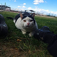 Buddy joined the competition — help win amazing prizes! cat, black_and_white, grass, shoes, outdoor, sky, clouds, fence, animal, pet, nature, greenery, close_up, lying_down, curious, ground, daylight, field, farm, resting