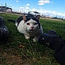 cat, black_and_white, grass, shoes, outdoor, sky, clouds, fence, animal, pet, nature, greenery, close_up, lying_down, curious, ground, daylight, field, farm, resting