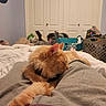 cat, orange_cat, sleeping, lap, bedroom, blanket, laundry_basket, indoor, cozy, relaxation, pet, feline, casual, comfort, fur, resting, home, closed_doors, person, clothing