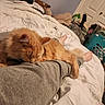 cat, orange_cat, sleeping, bedroom, blanket, laundry_basket, clothing, bed, foot, human_leg, cozy, indoor, pet, feline, resting, domestic, furniture, casual, relaxing, home