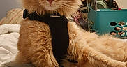 Biscoff joined the competition — help win amazing prizes! cat, orange_cat, fluffy, pet, indoor, harness, rabbitgoo, relaxed, bed, furniture, domestic_animal, whiskers, ears, fur, mammal, resting, close_up, animal_portrait, household, comfortable