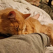 Biscoff joined the competition — help win amazing prizes! cat, ginger_cat, sleeping, pet, indoor, bed, blanket, human_leg, cozy, relaxation, furry, domestic_animal, rest, comfort, close_up, home, soft_lighting, casual, animal, nap