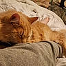 cat, ginger_cat, sleeping, pet, indoor, bed, blanket, human_leg, cozy, relaxation, furry, domestic_animal, rest, comfort, close_up, home, soft_lighting, casual, animal, nap