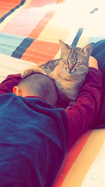 Chachou a rejoint le concours — aidez-le/la à gagner de superbes lots ! asian, carnivore, cat, domestic_short_haired_cat, european_shorthair, felidae, furniture, kitten, leg, nap, sleep, small_to_medium_sized_cats, tabby_cat, whiskers