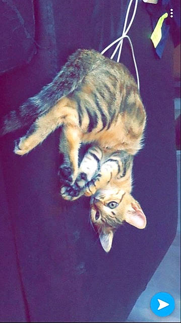 Chachou participe au concours pour gagner de l'argent avec cette photo : carnivore, cat, ear, egyptian_mau, european_shorthair, fawn, felidae, fur, kitten, organism, small_to_medium_sized_cats, tabby_cat, tail, wild_cat