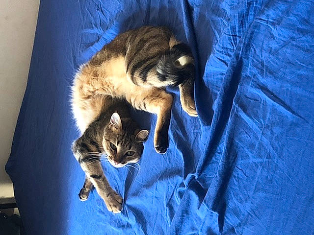 Chachou participe au concours pour gagner de l'argent avec cette photo : carnivore, cat, claw, domestic_short_haired_cat, european_shorthair, fawn, felidae, fur, kitten, small_to_medium_sized_cats, tabby_cat, whiskers