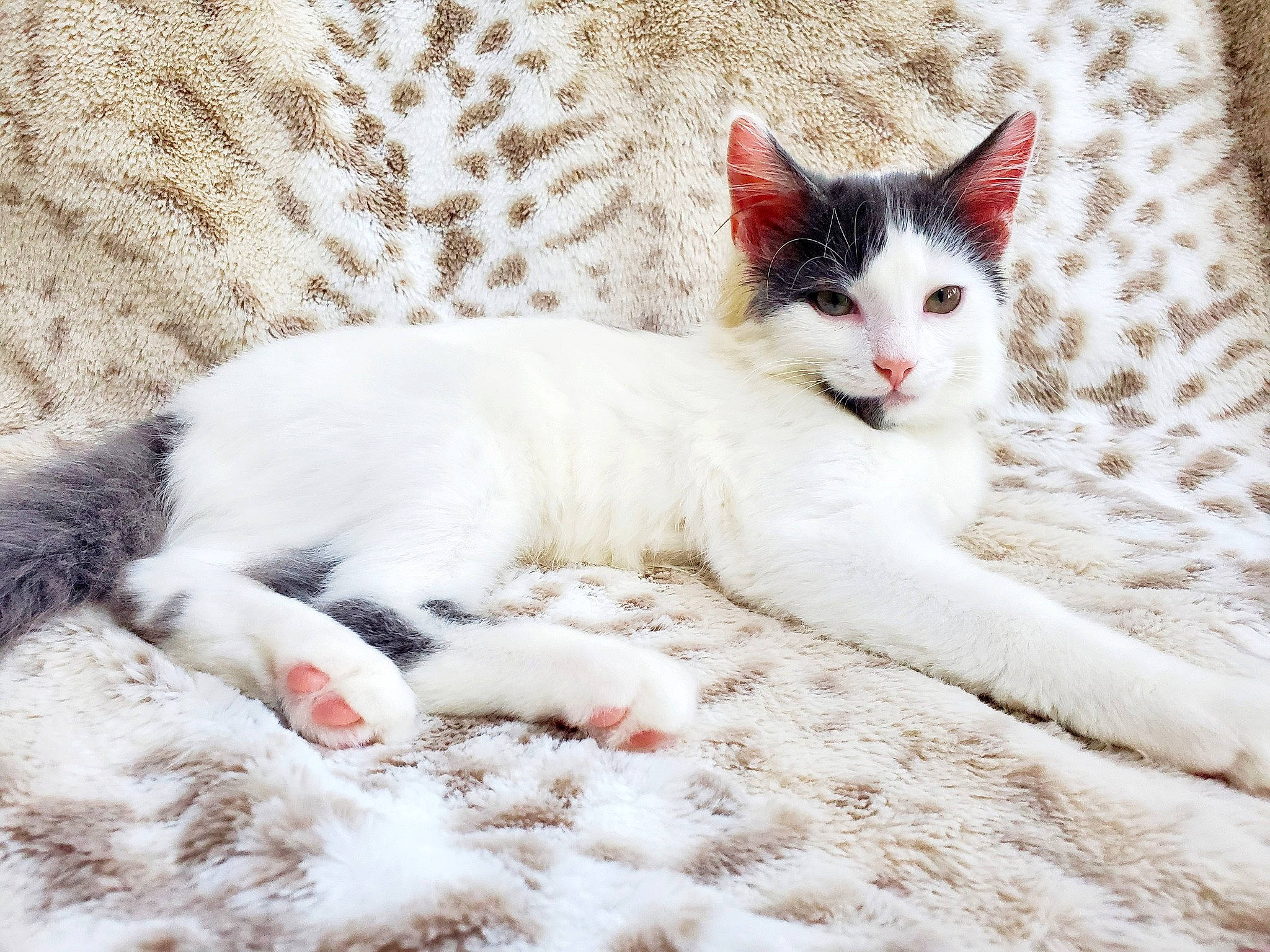 Ford joined the competition — help win amazing prizes! carnivore, cat, claw, comfort, facial_expression, felidae, foot, fur, paw, small_to_medium_sized_cats, snout, tail, toe, vertebrate, whiskers