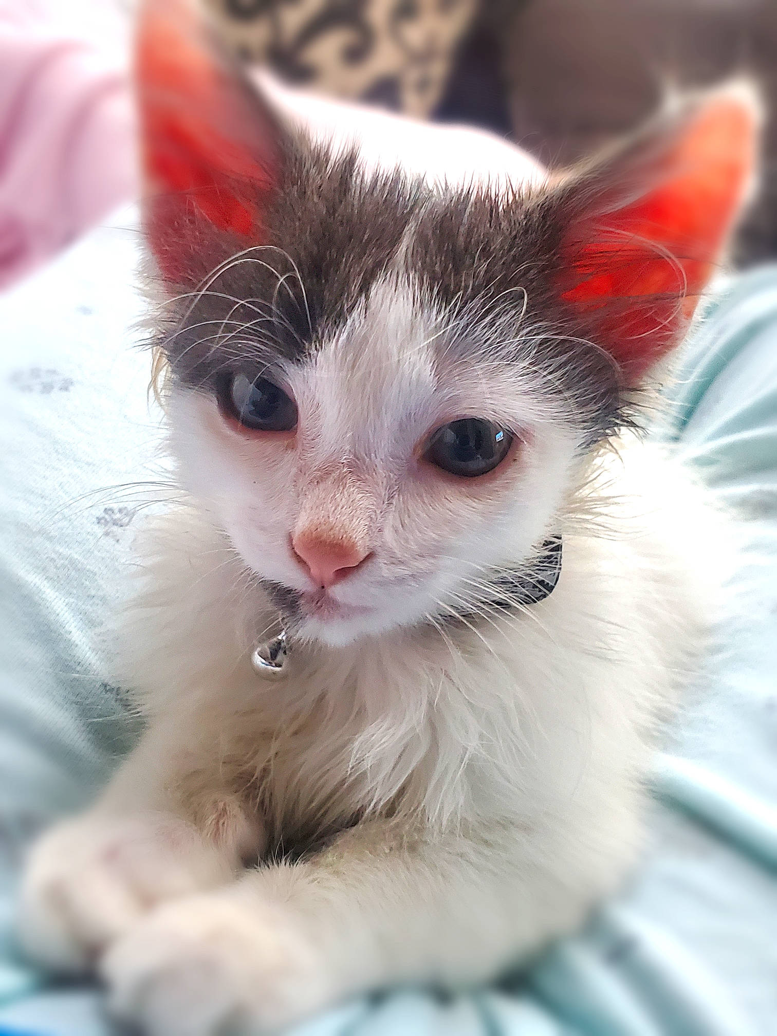 Ford is registered to the contest to win money with this photo: carmine, carnivore, cat, curious, felidae, fur, iris, kitten, skin, small_to_medium_sized_cats, snout, vertebrate, whiskers