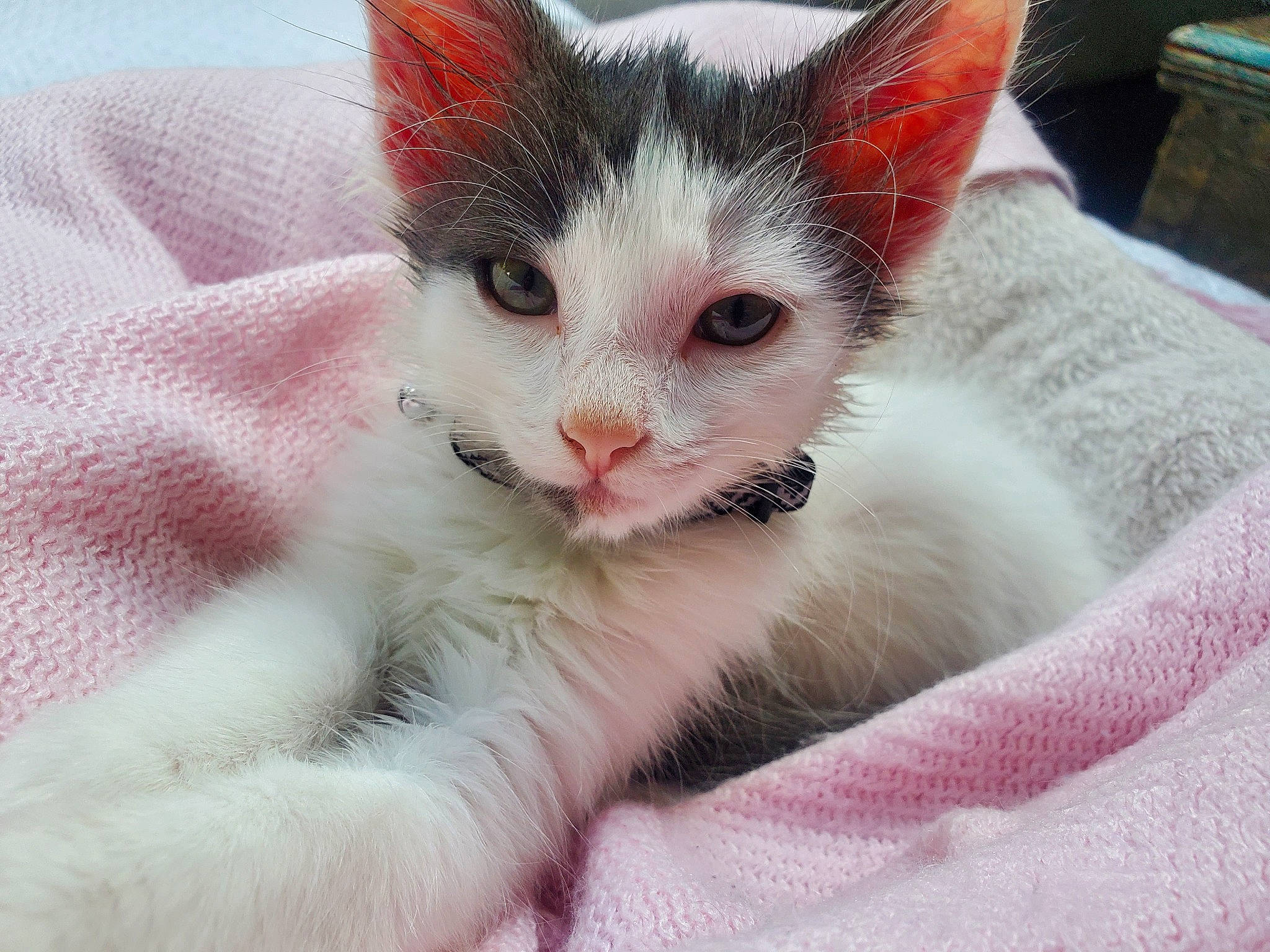 Ford is registered to the contest to win money with this photo: carnivore, cat, cat_supply, claw, comfort, curious, domestic_short_haired_cat, felidae, fur, iris, kitten, linens, paw, pet_supply, pink, small_to_medium_sized_cats, snout, tongue, vertebrate, whiskers