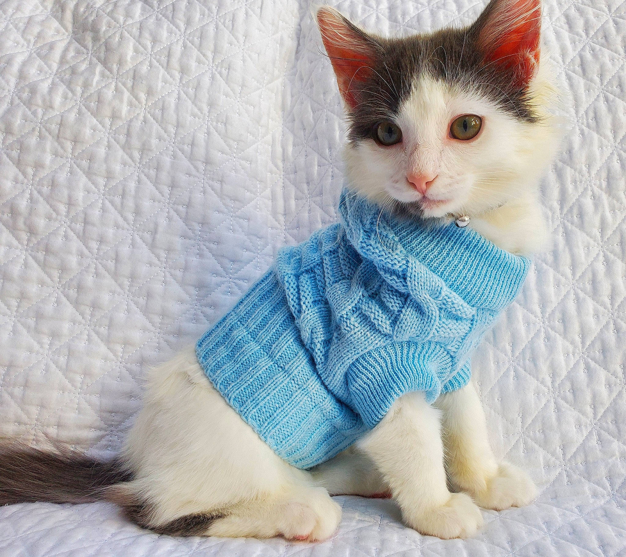 Ford joined the competition — help win amazing prizes! carnivore, cat, cat_supply, cat_toy, claw, dog_supply, domestic_short_haired_cat, felidae, fur, kitten, linens, mesh, paw, pet_supply, small_to_medium_sized_cats, snout, vertebrate, whiskers