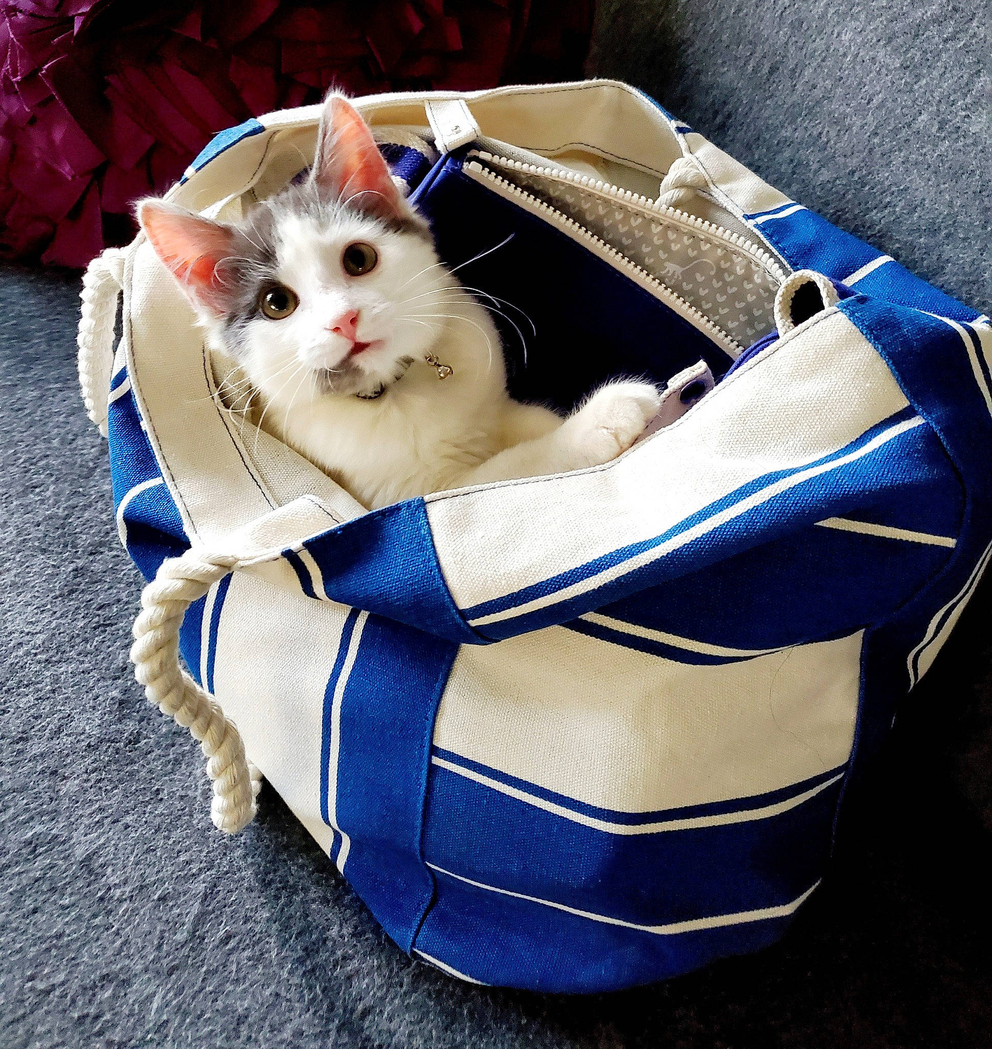 Ford joined the competition — help win amazing prizes! bag, carnivore, cat, collar, electric_blue, felidae, fur, pet_supply, small_to_medium_sized_cats, snout, strap, whiskers