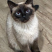 Nola joined the competition — help win amazing prizes! cat, siamese_cat, blue_eyes, feline, pet, animal, fur, whiskers, sitting, looking_up, floor, wooden_floor, indoor, cute, domestic_animal, mammal, young_cat, portrait, close_up, adorable