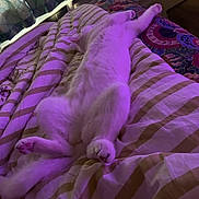 Lola joined the competition — help win amazing prizes! cat, white_cat, bed, striped_bedspread, purple_light, sleeping_cat, indoor, cozy, feline, pet, relaxed, stretched_out, fur, paw, domestic_animal, comfort, resting, animal, soft_light, bedroom
