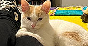 Stoops Boomer-Cat is registered to the contest to win money with this photo: cat, white_cat, orange_cat, pet, indoor, person, leg, black_pants, sneaker, converse, shoe, bed, quilt, bookshelf, books, colorful, relaxed, feline, cozy, home