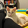 cat, white_cat, orange_cat, pet, indoor, person, leg, black_pants, sneaker, converse, shoe, bed, quilt, bookshelf, books, colorful, relaxed, feline, cozy, home