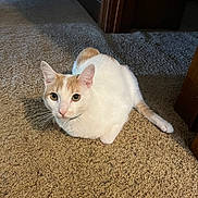 Stoops Boomer-Cat is registered to the contest to win money with this photo: cat, pet, animal, indoor, carpet, hallway, orange_and_white, feline, sitting, curious, looking_at_camera, whiskers, ears, tail, domestic, cute, fur, closeup, home, quiet
