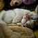 Stoops Boomer-Cat