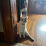 cat, white_cat, orange_markings, sitting, wooden_floor, doorway, kitchen, cabinet, natural_light, curious, pets, indoor, flooring, home, collar, animal, feline, domestic_cat, looking, quiet