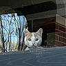 cat, window, reflection, tree, brick_wall, animal, pet, indoor, curious, face, ears, looking, glass, nature, outdoor_reflection, daylight, feline, whiskers, home, quiet