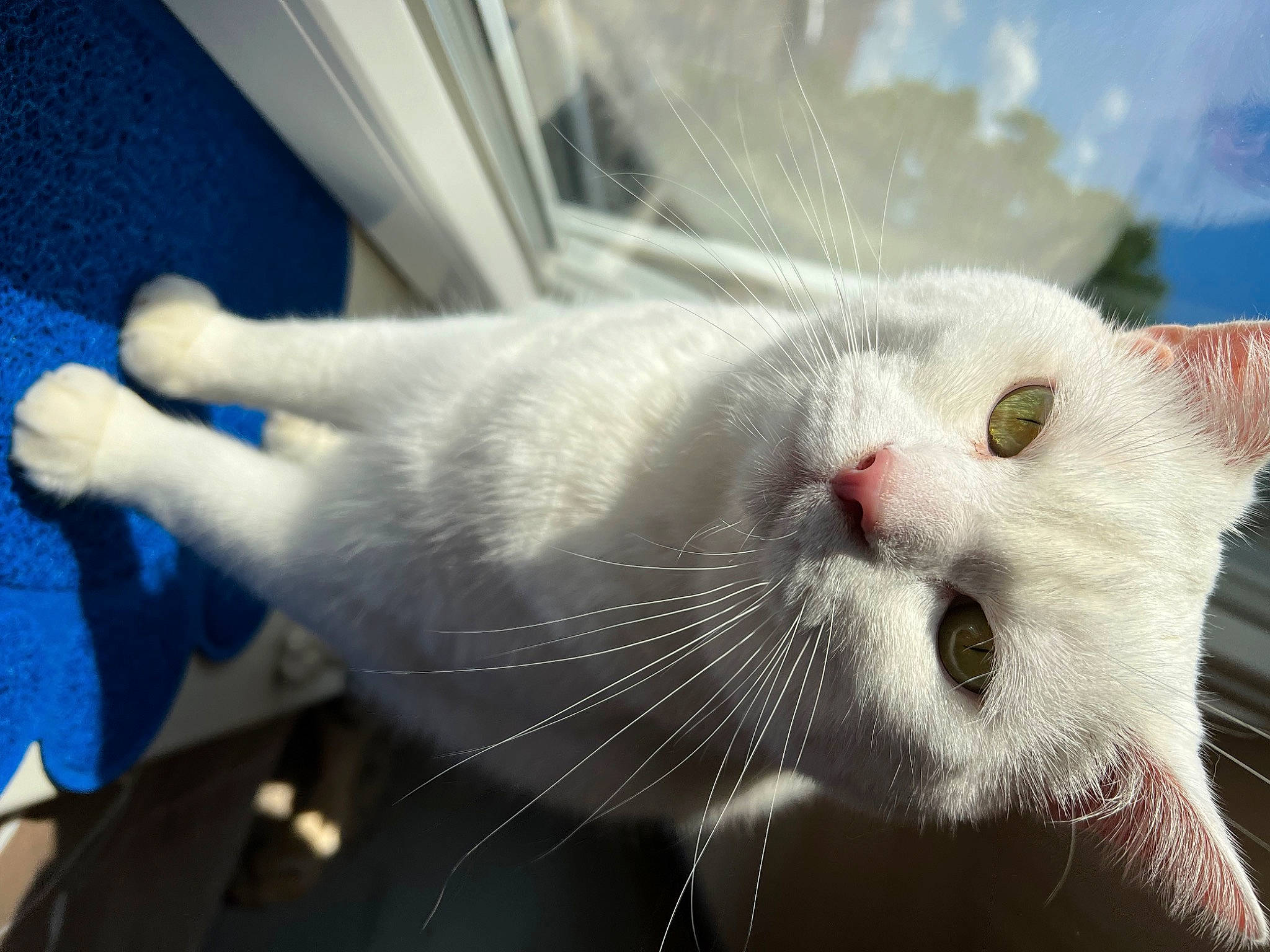 Léon a rejoint le concours — aidez-le/la à gagner de superbes lots ! blue, carnivore, cat, claw, comfort, domestic_short_haired_cat, eye, fang, felidae, foot, fur, paw, small_to_medium_sized_cats, snout, tail, terrestrial_animal, whiskers