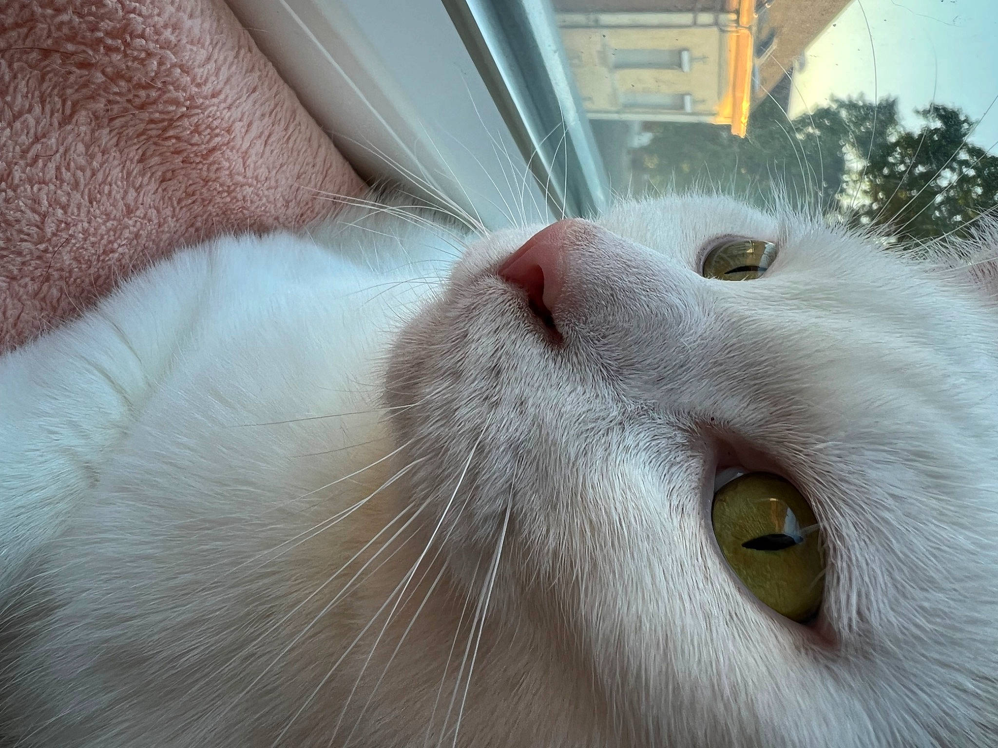 Léon a rejoint le concours — aidez-le/la à gagner de superbes lots ! carnivore, cat, close_up, comfort, domestic_short_haired_cat, ear, felidae, fur, small_to_medium_sized_cats, terrestrial_animal, tree, whiskers, window