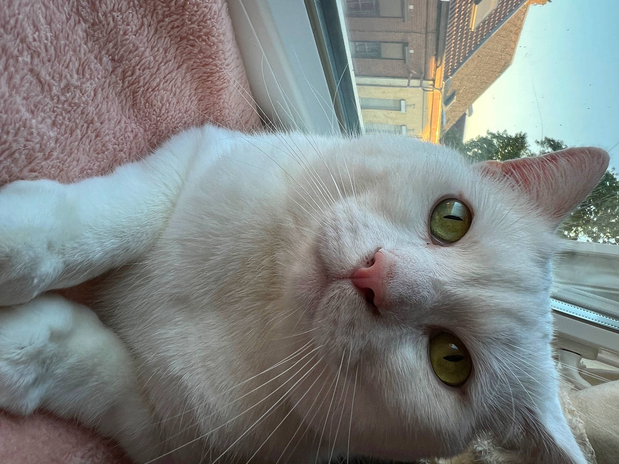 Léon participe au concours pour gagner de l'argent avec cette photo : carnivore, cat, domestic_short_haired_cat, fawn, felidae, fur, sky, small_to_medium_sized_cats, snout, tail, whiskers