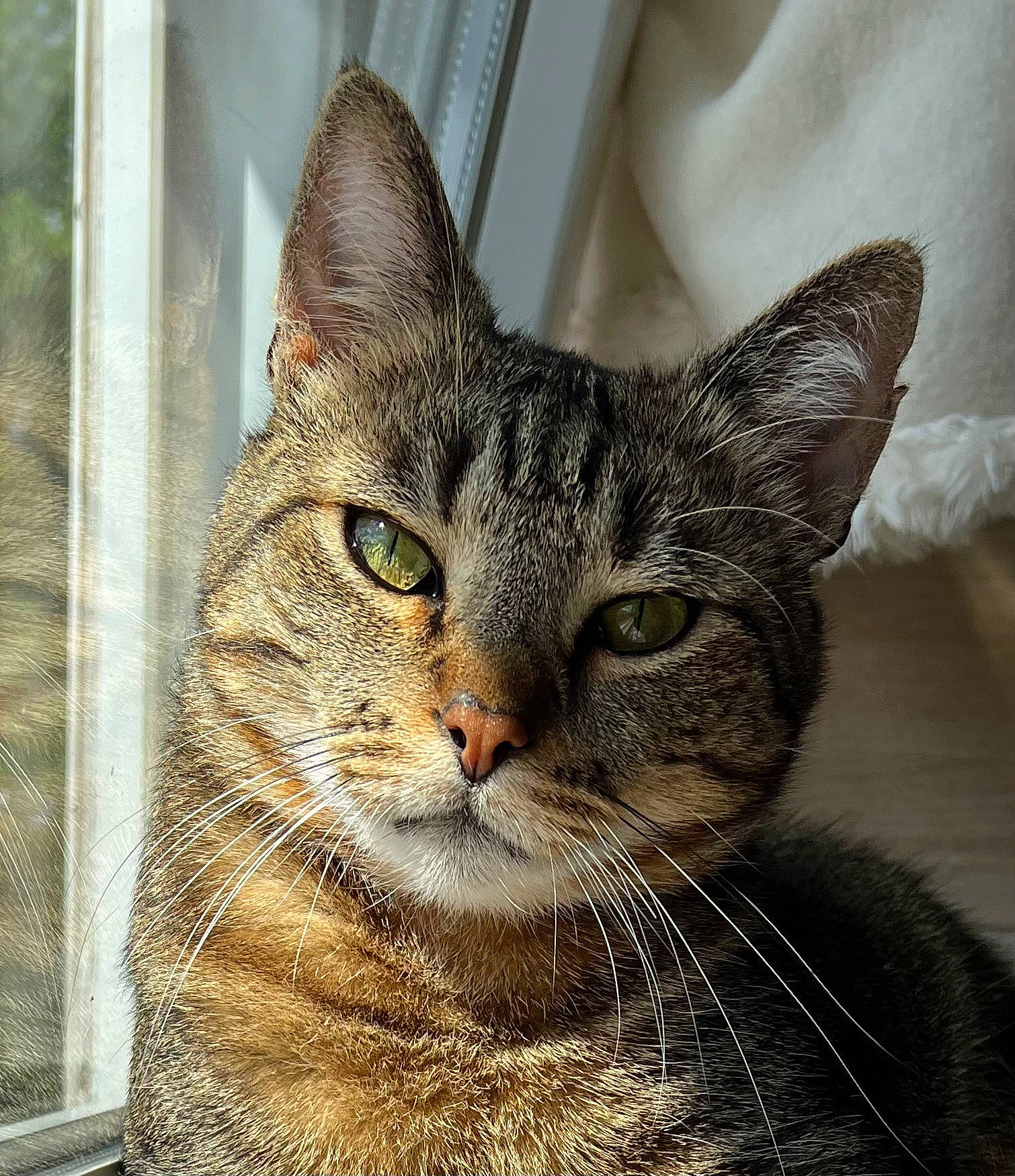 Aken a rejoint le concours — aidez-le/la à gagner de superbes lots ! carnivore, cat, domestic_short_haired_cat, felidae, fur, small_to_medium_sized_cats, snout, terrestrial_animal, tree, whiskers, wildlife, window