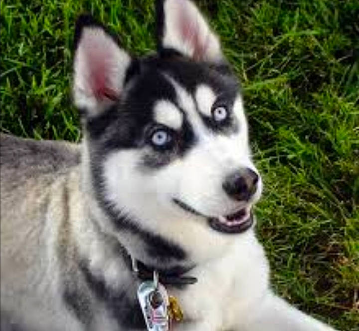 Yuki a rejoint le concours — aidez-le/la à gagner de superbes lots ! alaskan_klee_kai, alaskan_malamute, canadian_eskimo_dog, canidae, carnivore, dog, dog_breed, east_siberian_laika, mammal, miniature_siberian_husky, native_american_indian_dog, northern_inuit_dog, saarloos_wolfdog, sakhalin_husky, seppala_siberian_sleddog, siberian_husky, sled_dog, tamaskan_dog, vertebrate, wolfdog