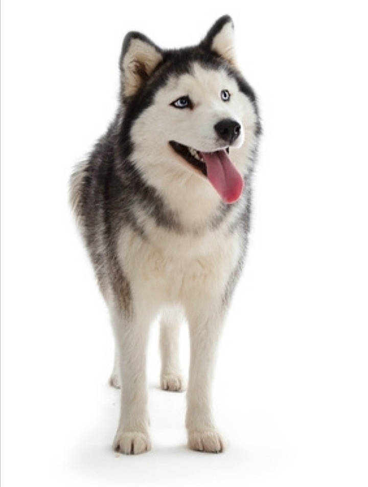 Yuki participe au concours pour gagner de l'argent avec cette photo : alaskan_klee_kai, alaskan_malamute, ancient_dog_breeds, canadian_eskimo_dog, canidae, carnivore, dog, dog_breed, greenland_dog, mammal, miniature_siberian_husky, native_american_indian_dog, rare_breed_dog, sakhalin_husky, siberian_husky, sled_dog, snout, vertebrate, wolfdog, working_dog