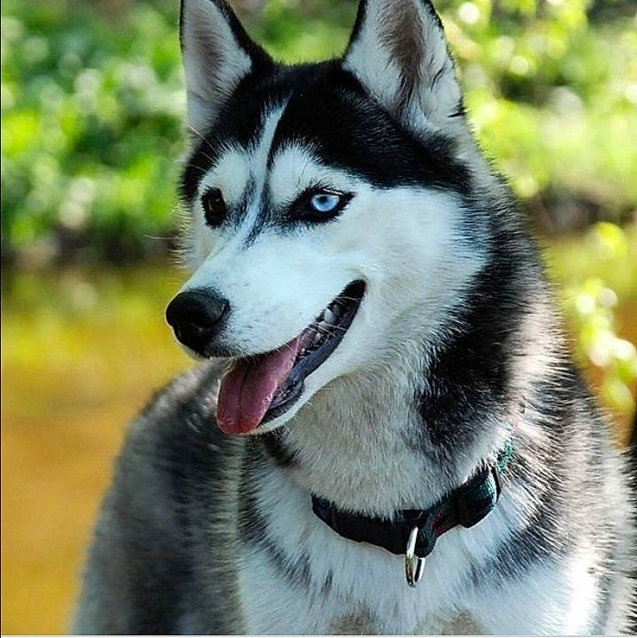 Yuki a rejoint le concours — aidez-le/la à gagner de superbes lots ! alaskan_malamute, canadian_eskimo_dog, canidae, carnivore, dog, dog_breed, east_siberian_laika, mammal, miniature_siberian_husky, native_american_indian_dog, northern_inuit_dog, saarloos_wolfdog, sakhalin_husky, seppala_siberian_sleddog, siberian_husky, sled_dog, snout, tamaskan_dog, vertebrate, wolfdog