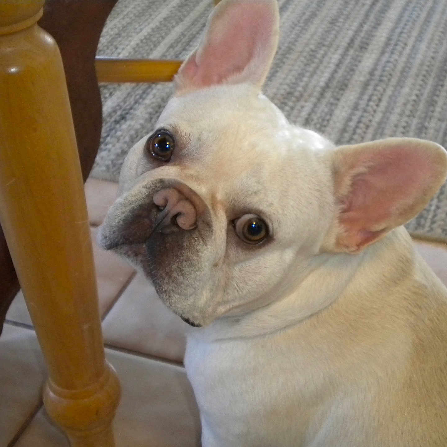 Storm is registered to the contest to win money with this photo: animal, architecture, baby, boxer, building, bulldog, canine, dog, frenchbulldog, house, housing, person, pet, pitbull, puppy, staircase, whitedog