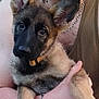 dog, puppy, german_shepherd, person, face, ears, smile, chain_bracelet, tank_top, outdoor, pet, fur, cute, holding, close_up, young_dog, animal, friendship, companionship, portrait