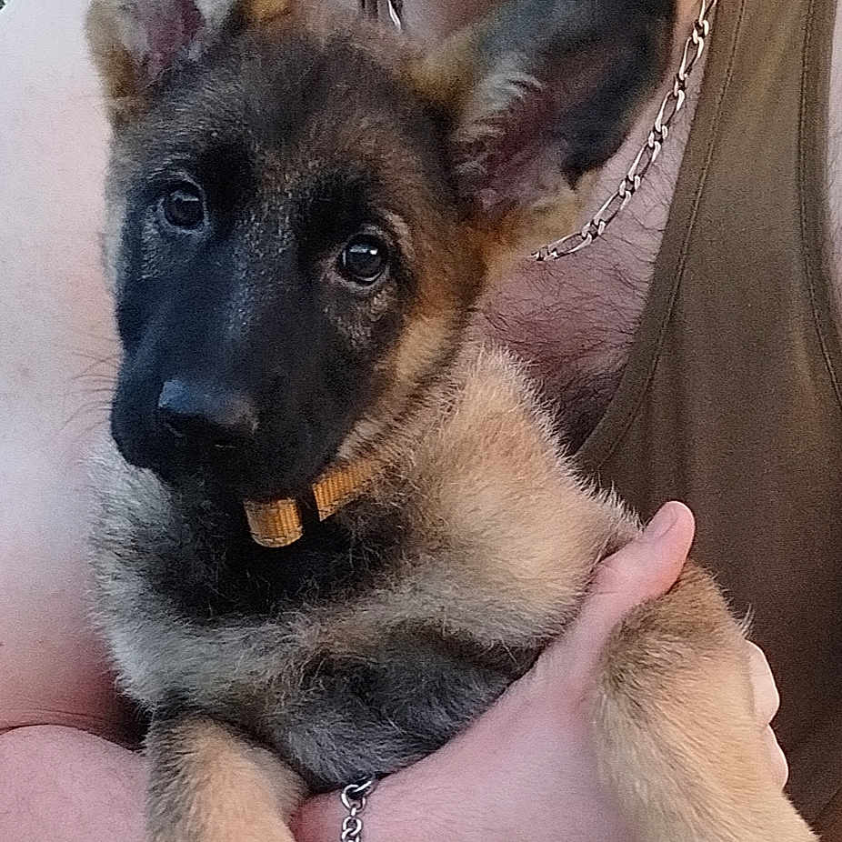 Yuki participe au concours pour gagner de l'argent avec cette photo : animal, chain_bracelet, close_up, companionship, cute, dog, ears, face, friendship, fur, german_shepherd, holding, outdoor, person, pet, portrait, puppy, smile, tank_top, young_dog