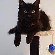 Cirka participe au concours pour gagner de l'argent avec cette photo : black_cat, british_semi_longhair, carnivore, cat, domestic_long_haired_cat, domestic_short_haired_cat, felidae, fur, kitten, mammal, ragamuffin, small_to_medium_sized_cats, tail, whiskers