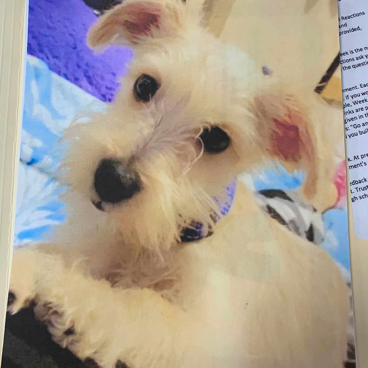 Chapo joined the competition — help win amazing prizes! canidae, carnivore, companion_dog, dog, dog_breed, irish_soft_coated_wheaten_terrier, mammal, miniature_schnauzer, puppy, rare_breed_dog, schnauzer, schnoodle, sealyham_terrier, small_terrier, snout, sporting_lucas_terrier, terrier, vertebrate, west_highland_white_terrier, wire_hair_fox_terrier