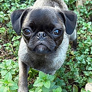 Runa is registered to the contest to win money with this photo: dog, pug, puppy, animal, pet, close_up, outdoor, greenery, plants, leaf, nature, cute, small_dog, fur, face, eyes, snout, paw, young, adorable