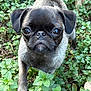 dog, pug, puppy, animal, pet, close_up, outdoor, greenery, plants, leaf, nature, cute, small_dog, fur, face, eyes, snout, paw, young, adorable