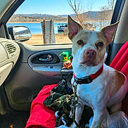 Buddy joined the competition — help win amazing prizes! calm, car_interior, daylight, dog, dog_collar, dog_sitting, hills, lake, leash, leprechaun, nature, outdoor_view, pet, red_blanket, scenery, seat, side_mirror, toy, vehicle, window