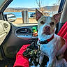 calm, car_interior, daylight, dog, dog_collar, dog_sitting, hills, lake, leash, leprechaun, nature, outdoor_view, pet, red_blanket, scenery, seat, side_mirror, toy, vehicle, window