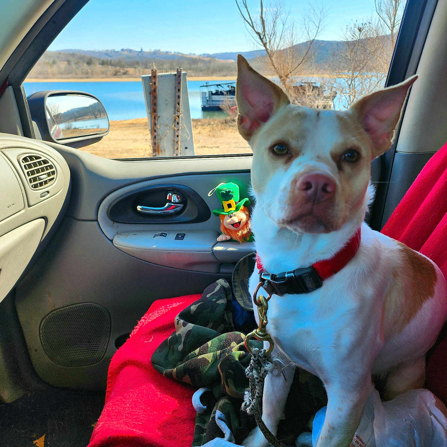 Buddy joined the competition — help win amazing prizes! calm, car_interior, daylight, dog, dog_collar, dog_sitting, hills, lake, leash, leprechaun, nature, outdoor_view, pet, red_blanket, scenery, seat, side_mirror, toy, vehicle, window