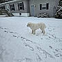 black_shutters, bush, cloudy_sky, dog, door, fence, footprints, grass_peeking, gray_house, house, outdoor, quiet, snow, snow_covered, stairs, tree, white_dog, window, winter, yard