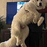 Frazier joined the competition — help win amazing prizes! carpet, dog, fireplace, fur, furniture, holding, home, indoor, large_dog, living_room, person, pet, plant, portrait, smiling, socks, standing, television, wall_decor, white_dog