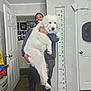 carpet, casual_clothing, dog, door, furniture, happy, height_chart, holding, home, indoor, large_dog, man, person, pet, photo_frames, portrait, smiling, wall, watch, white_dog