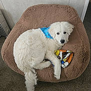 Frazier is registered to the contest to win money with this photo: animal, beanbag_chair, blanket, blue_bandana, carpet, comfort, companion, cozy, cute, dog, fluffy, fur, home, indoor, looking_at_camera, paw, pet, relaxed, resting, white_dog