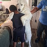 Frazier joined the competition — help win amazing prizes! adult, affection, blanket, carpet, casual_clothing, child, couch, dog, floor, furniture, hug, human, indoor, living_room, painting, pet, shorts, support, tshirt, white_dog